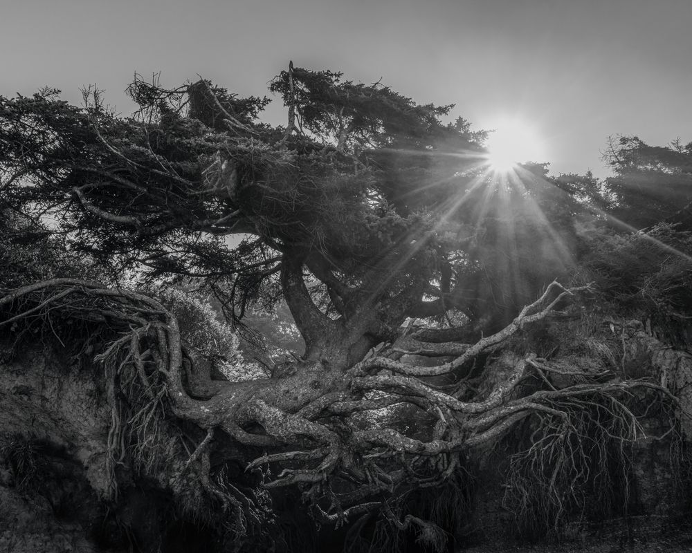 Tree of Life, Olympic National Park, Washington, 2022