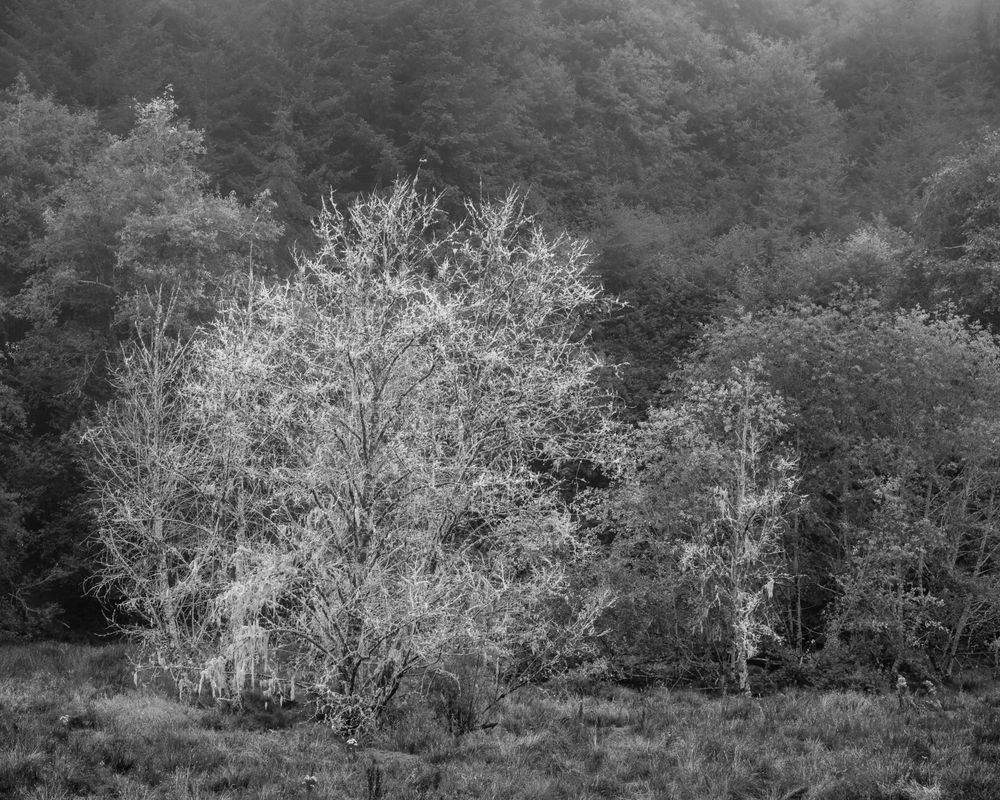 Trees on the Edge of a Pasture, Pacific County, Washington, 2023