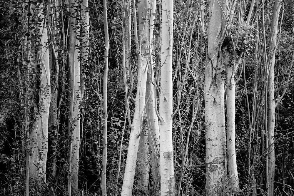 Trees, Banks Lake, Washington, 2014