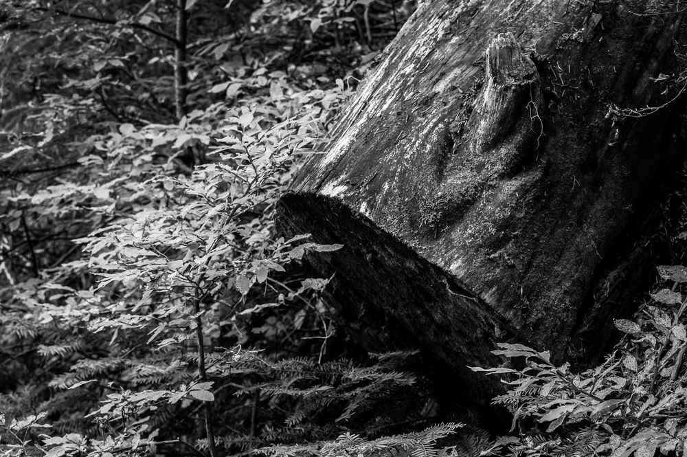 Trailside Log, Yellow Aster Butte Trail, Washington, 2015