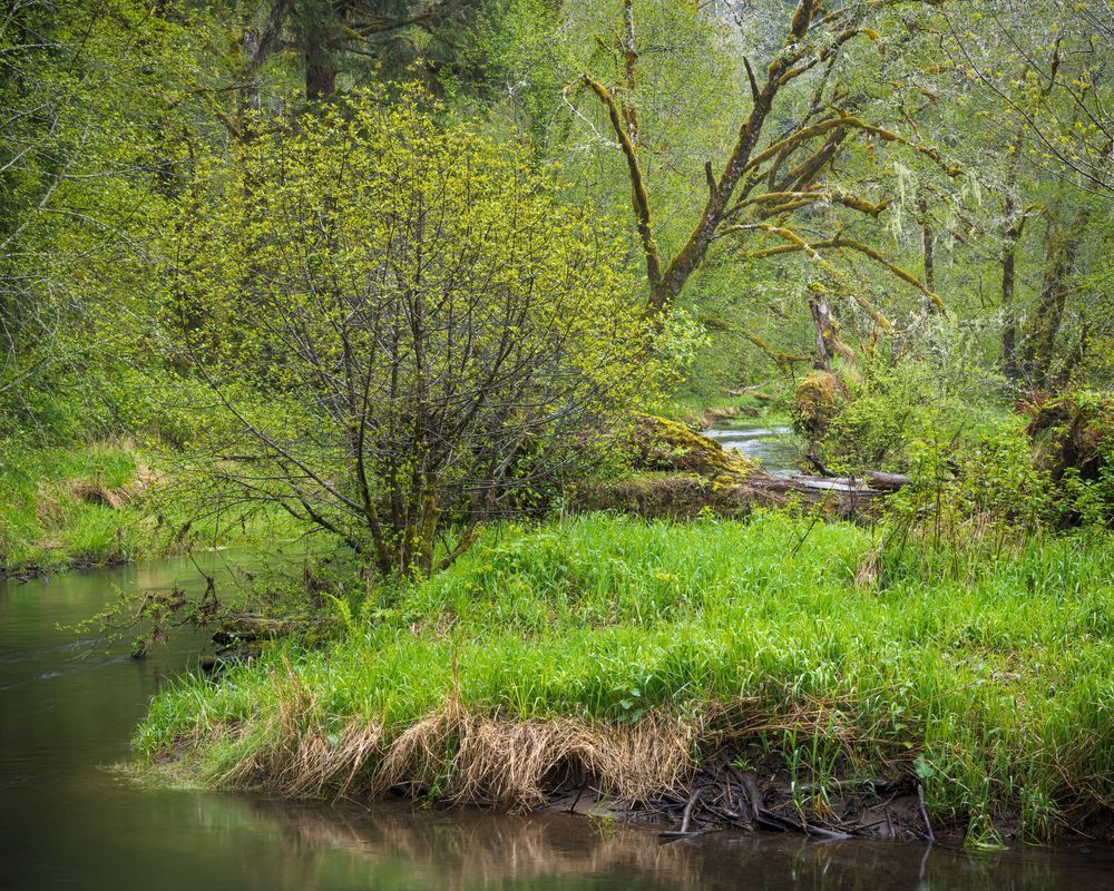 The Magic of Spring: Willapa River's Vibrant Forestscape, 2023
