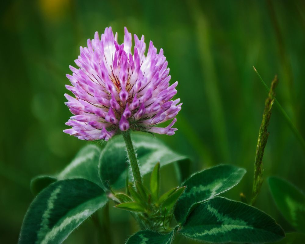 The Captivating Charm of Clover, 2008