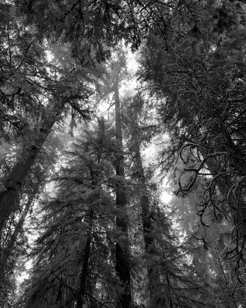 Up Through the Old Growth Forest, Washington, 2023