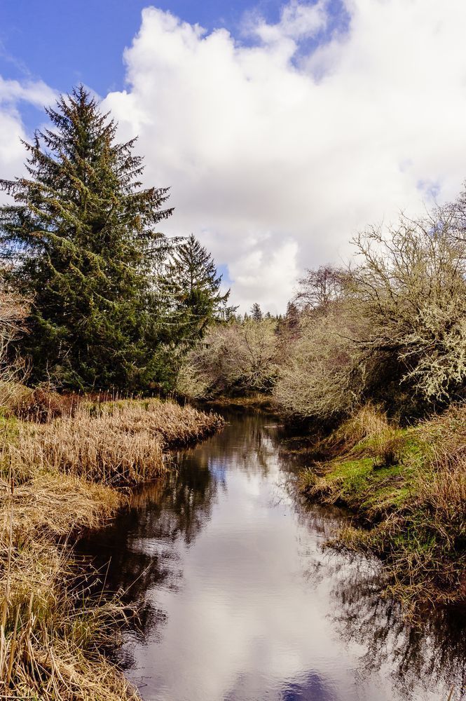 Unknown Creek, Pacific County, Washington, 2017