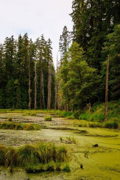 Beaver Pond, Randle, Washington, 2016