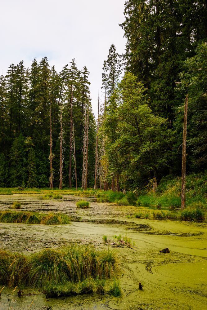 Beaver Pond, Randle, Washington, 2016