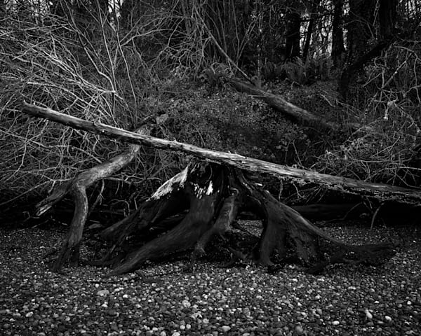 Beach Meets Forest, Kopachuck State Park, Washington, 2020