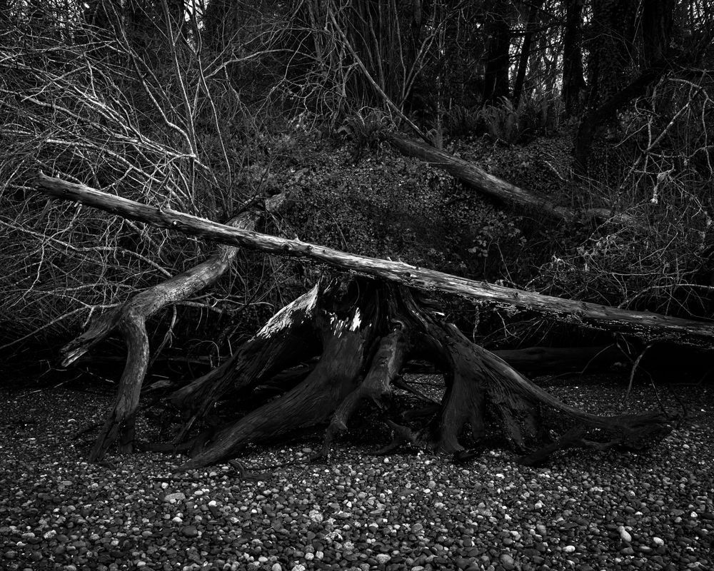 Beach Meets Forest, Kopachuck State Park, Washington, 2020