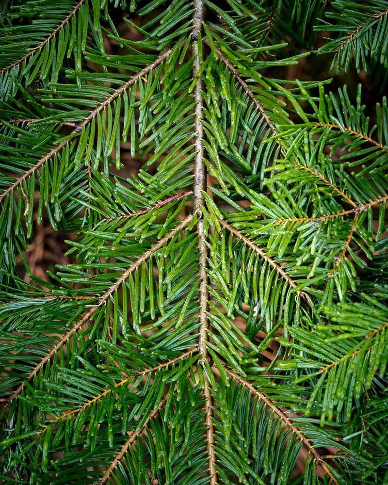 Bough of a Fir, Oregon, 2022