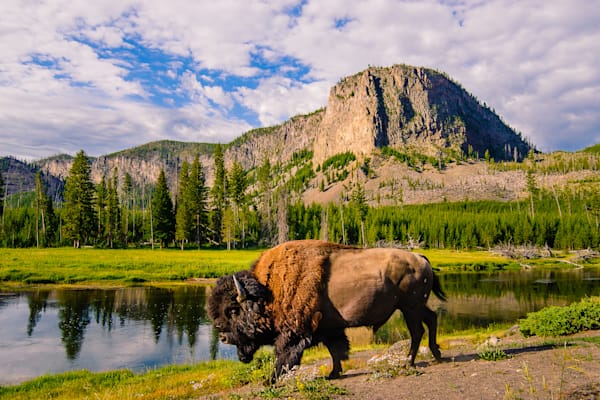 Bison Along the Madison River, Yellowstone Park, Wyoming, 2013