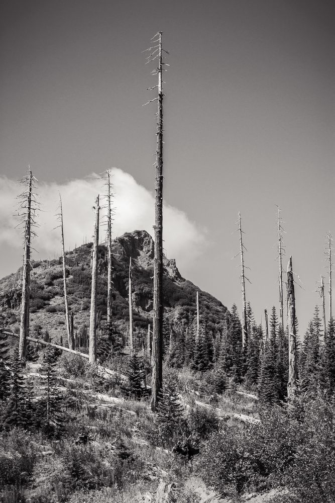 Bismark Mountain, Skamania County, Washington, 2014