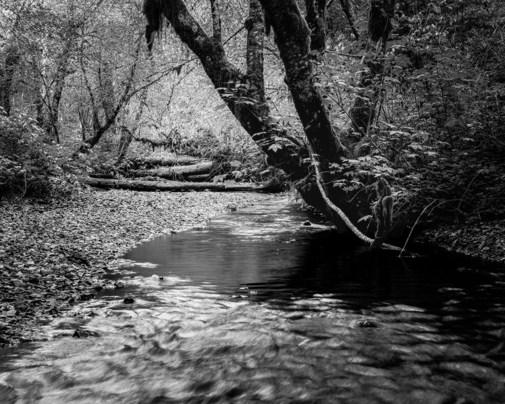 Creekside Pause, Go-Forth Creek, Washington, 2025