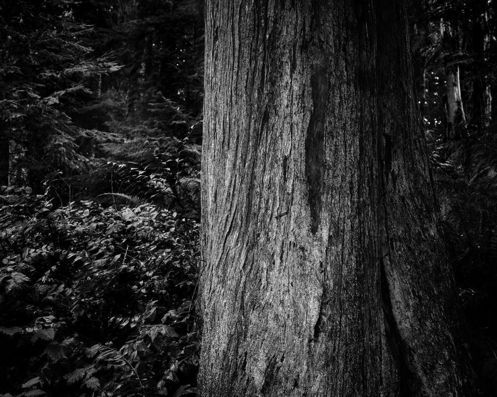 Cedar Tree, Kopachuck State Park, Washington, 2020