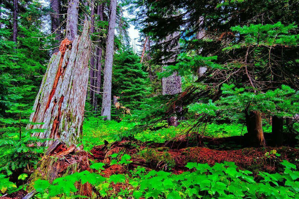 Cascade Forest, Chinook Pass, Washington, 2011