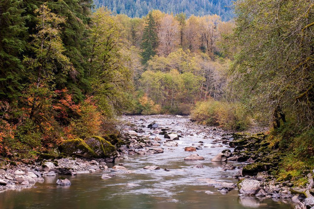 Autumn Colors Along the South Fork Stillaguamish River, Washington, 2015