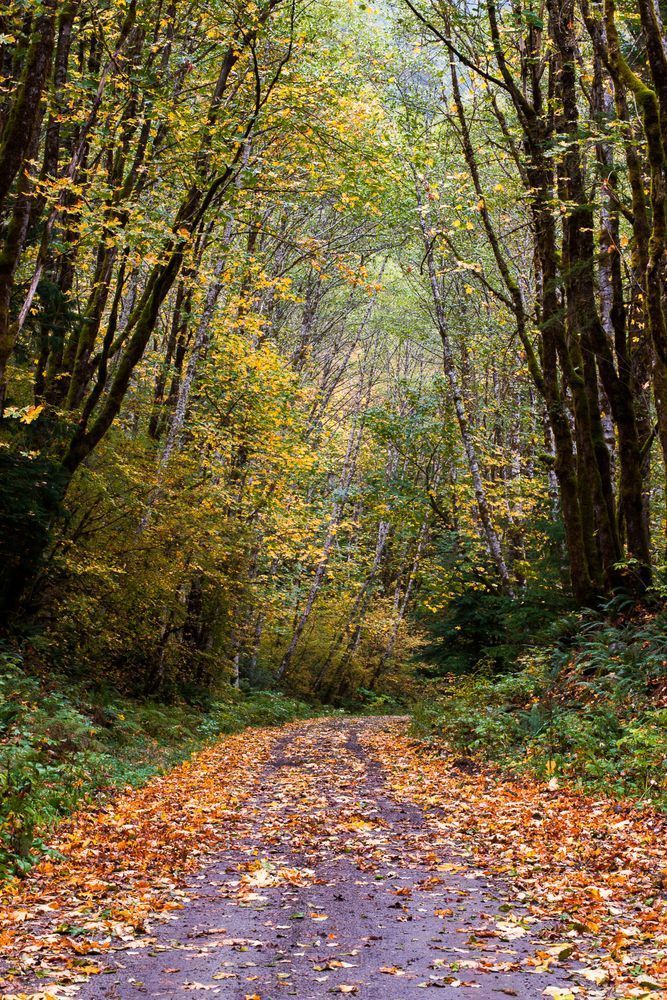Autumn Canopy, Forest Road 49, Washington, 2015