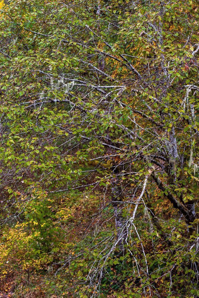 Autumn Alder, Mountain Loop Highway, Washington, 2015