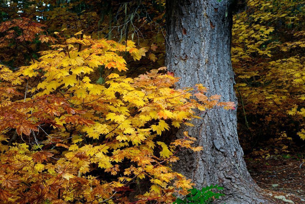 Autumn Forest, Cooper Lake, Washington, 2013