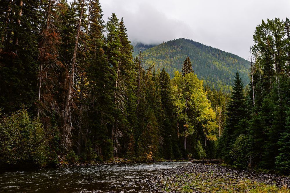 Autumn Forest, Bumping River, Washington, 2016