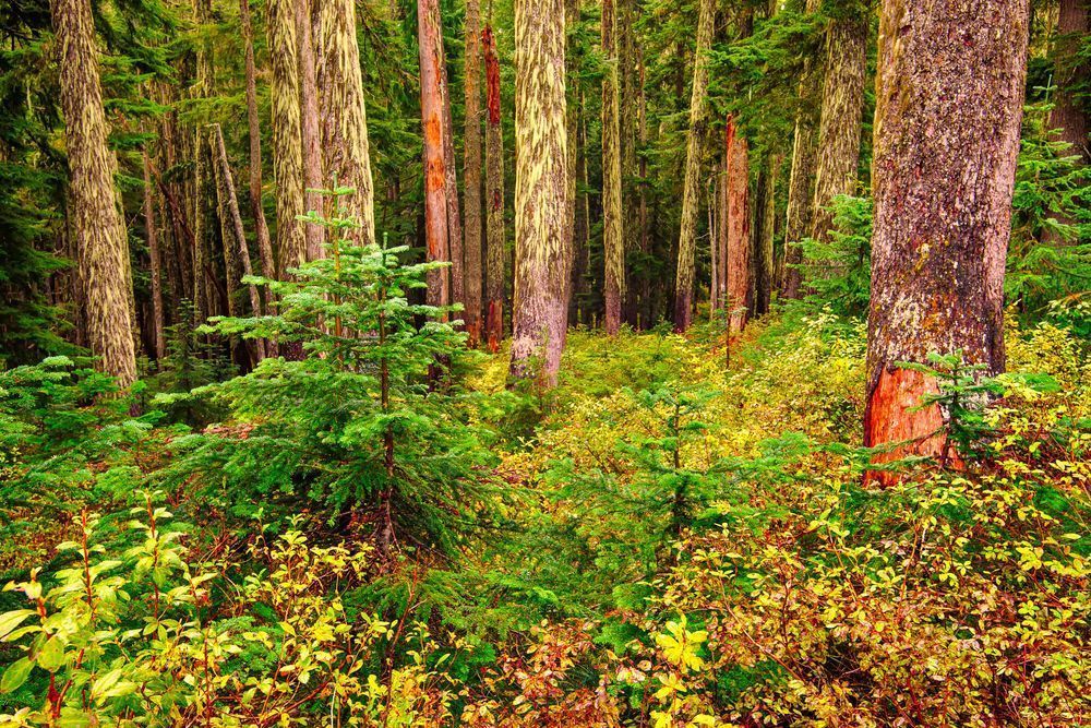 Autumn Forest, Meadow Pass, Washington, 2013