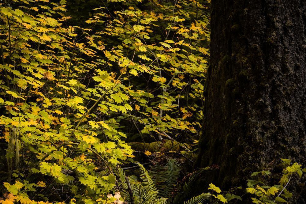 Autumn Maples, Oakville, Washington, 2020