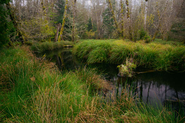 Autumn, South Nemah River, Washington, 2020 