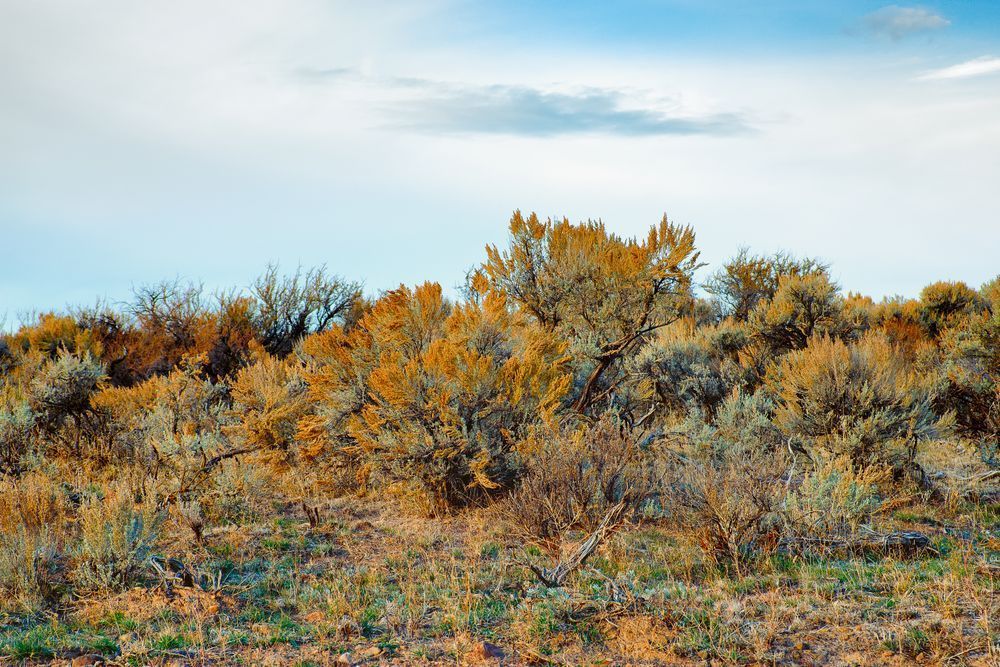 Autumn Sage, Kittitas County, Washington, 2013