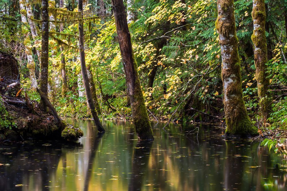 Autumn Reflections, Forest Road 49, Washington, 2015