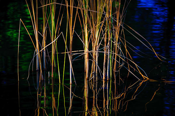 Autumn Reeds, Volunteer Park, Seattle, Washington, 2014