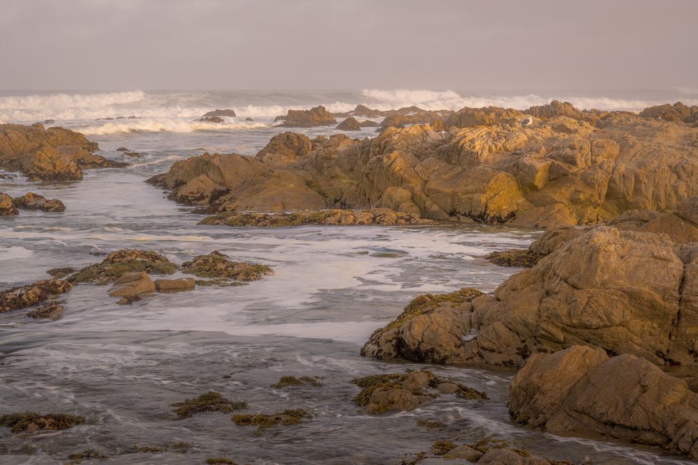 Asilomar Beach No. 8, California, 2021