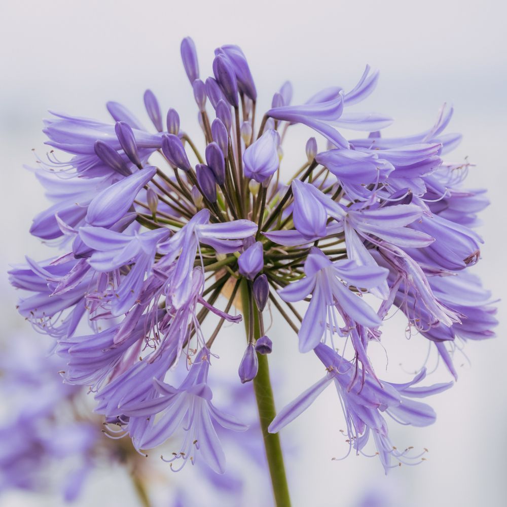African Lily in Bloom, 2022