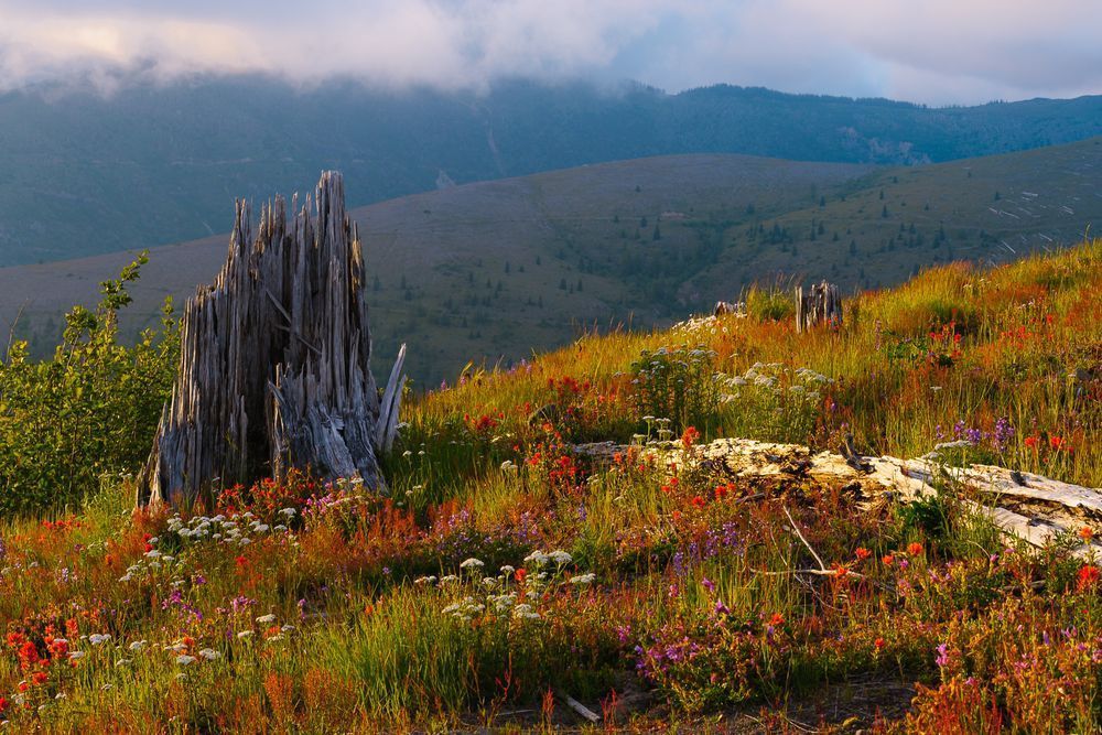 Alpine Meadows, Johnston Ridge Observatory, Washington, 2016
