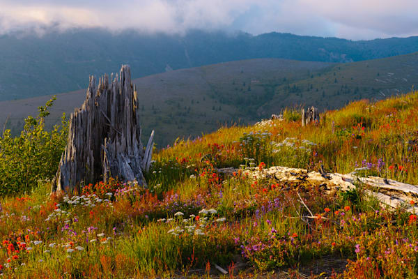 Alpine Meadows, Johnston Ridge Observatory, Washington, 2016
