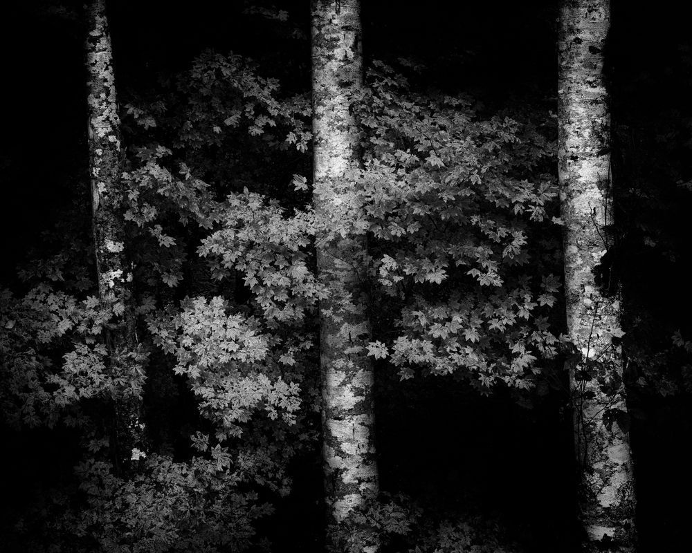 Along the Forest Edge, Washington, 2021