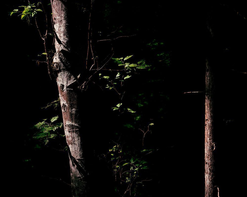 Alders in the Darkness, Washington, 2019