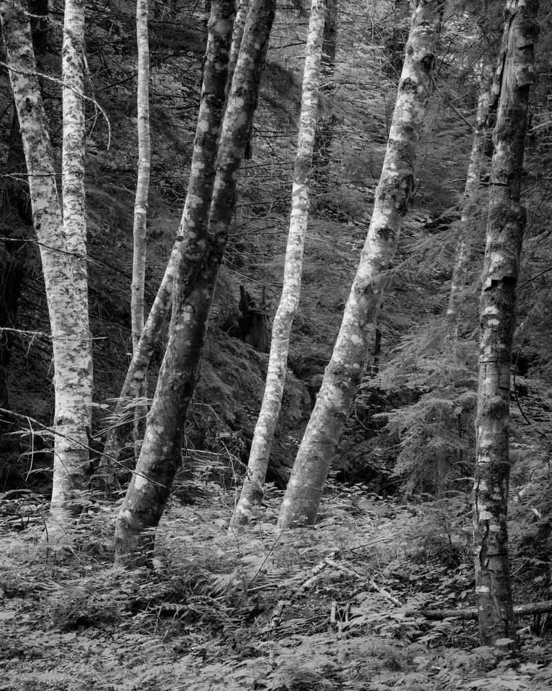 Alders in the Forest, Washington, 2022