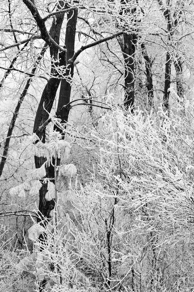 Frosty Trees, Kittitas County, Washington, 2011