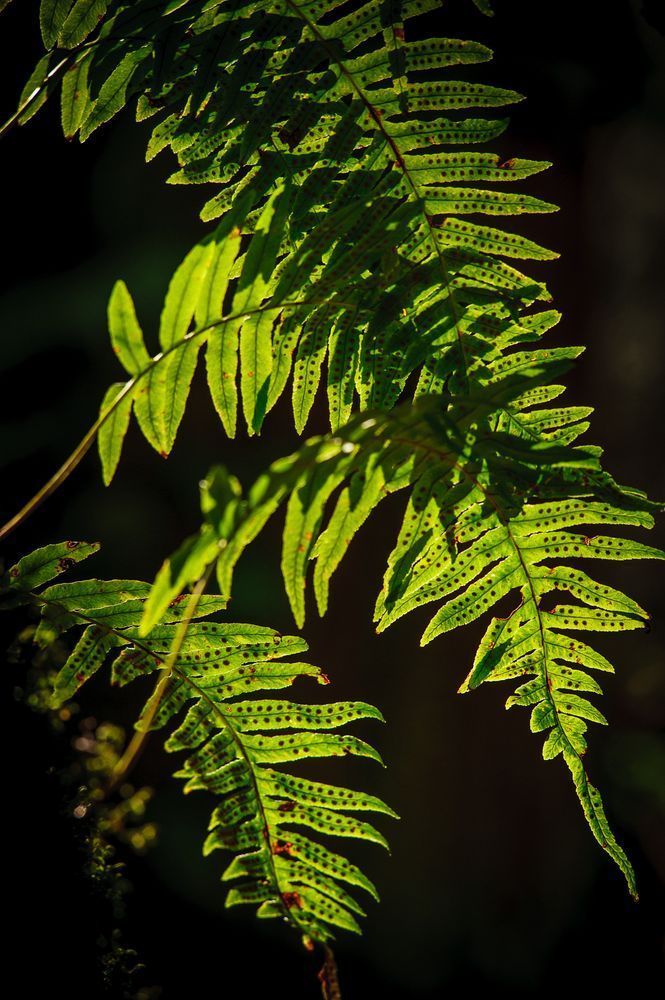 Fern, Tiger Mountain State Forest, Washington, 2015