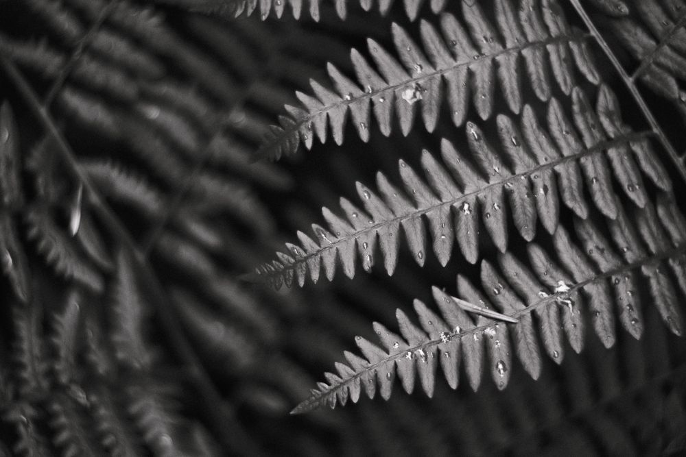 Ferns No. 3, Whidbey Island, Washington, 2014