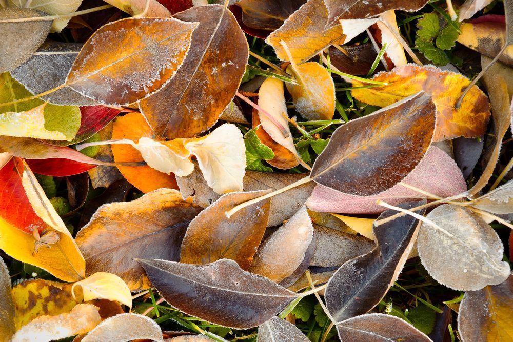 Fallen Autumn Leaves, Kittitas County, Washington, 2013