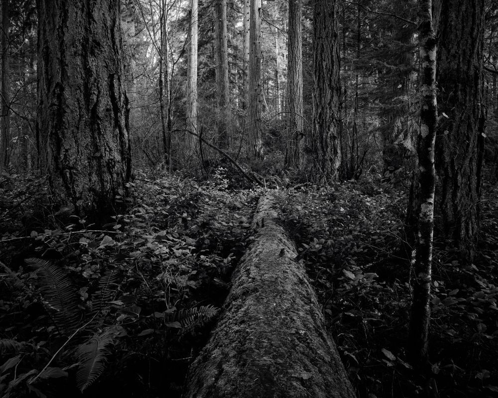 Fallen Tree, Kopachuck State Park, Washington, 2020