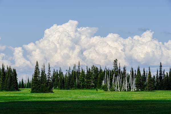 Forest at Grand Park, Mount Rainier National Park, Washington, 2016