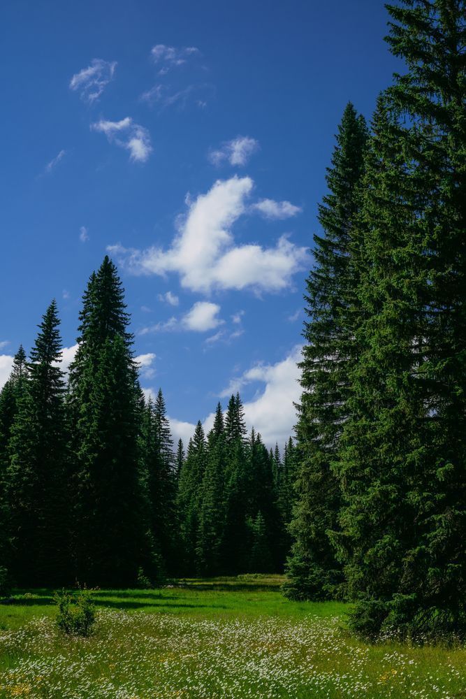 Forest Meadow, Little Naches, Washington, 2020