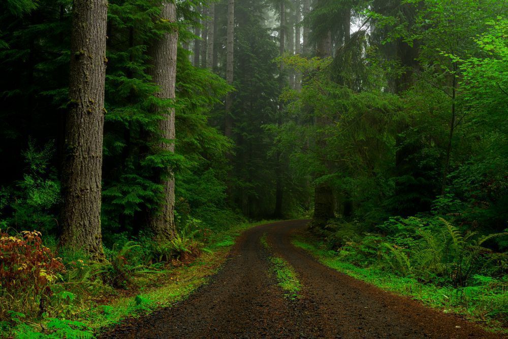 Forest Road, Pacific County, Washington, 2020