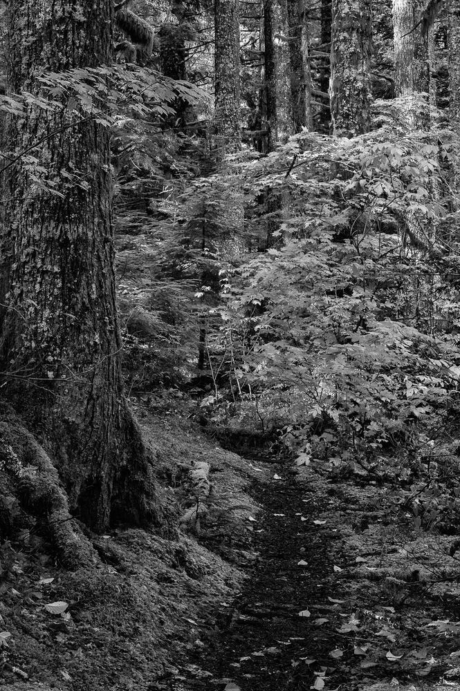 Forest Trail, Snoqualmie Valley, Washington, 2012