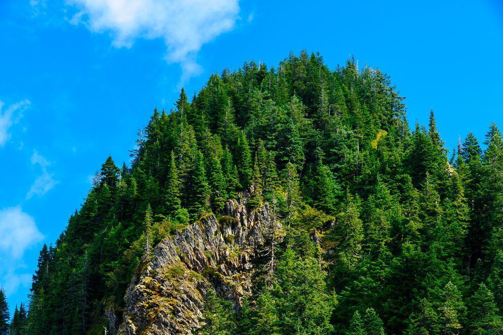 Forested Bluff, Lookout Mountain, Lewis County, Washington, 2016
