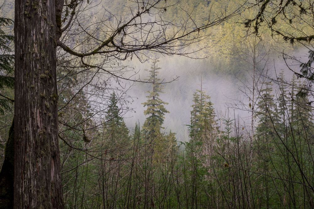Fog Above the Forest, Lewis County, Washington, 2021