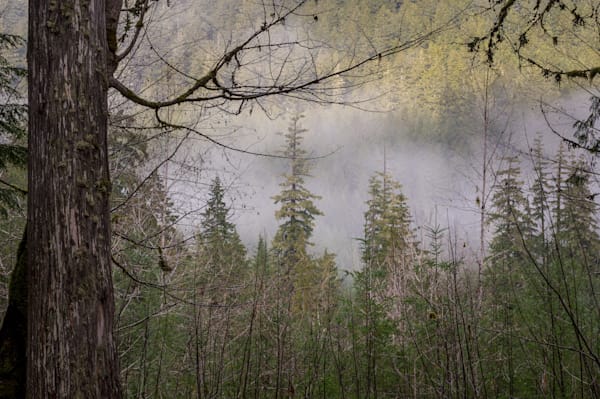 Fog Above the Forest, Lewis County, Washington, 2021