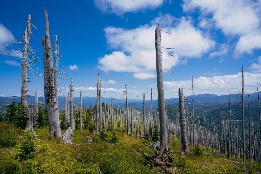 Ghostly Forest, Washington, 2020