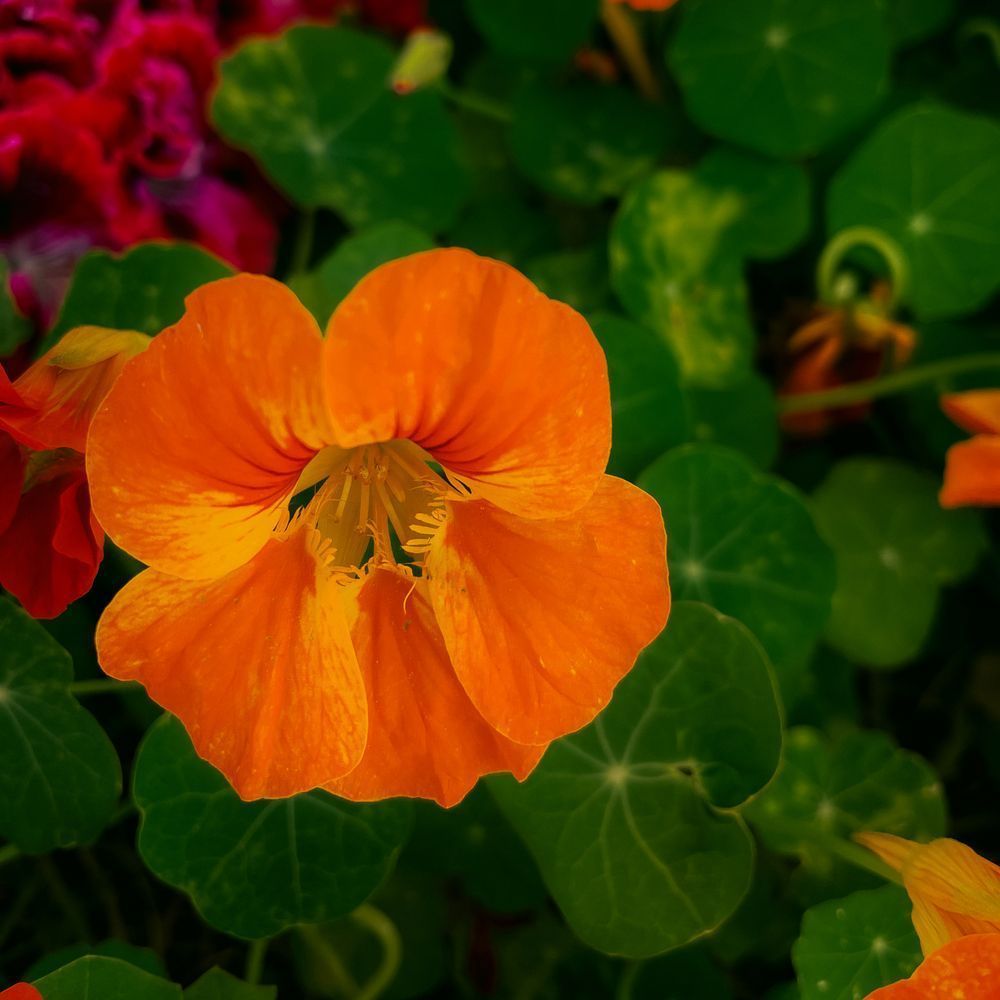 Essence of Nasturtium, 2022